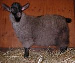 Pygora goats at Hawks Mtn Ranch Gaston, OR
