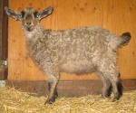 Pygora goats at Hawks Mtn Ranch Gaston, OR