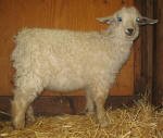 Pygora goats at Hawks Mtn Ranch Gaston, OR