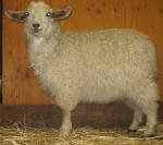 Pygora goats at Hawks Mtn Ranch Gaston, OR