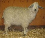 Pygora goats at Hawks Mtn Ranch Gaston, OR