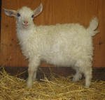 Pygora goats at Hawks Mtn Ranch Gaston, OR