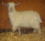 Pygora goats at Hawks Mtn Ranch Gaston, OR
