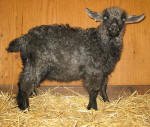 Pygora goats at Hawks Mtn Ranch Gaston, OR