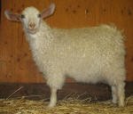 Pygora goats at Hawks Mtn Ranch Gaston, OR