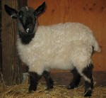 Pygora goats at Hawks Mtn Ranch Gaston, OR