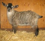 Pygora goats at Hawks Mtn Ranch Gaston, OR