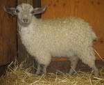 Pygora goats at Hawks Mtn Ranch Gaston, OR