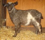 Pygora goats at Hawks Mtn Ranch Gaston, OR