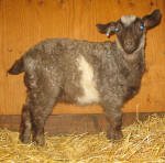Pygora goats at Hawks Mtn Ranch Gaston, OR