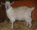Pygora goats at Hawks Mtn Ranch Gaston, OR