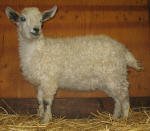 Pygora goats at Hawks Mtn Ranch Gaston, OR