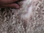 Pygora goats at Hawks Mtn Ranch Gaston, OR