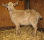 Pygora goats at Hawks Mtn Ranch Gaston, OR