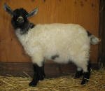 Pygora goats at Hawks Mtn Ranch Gaston, OR