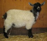 Pygora goats at Hawks Mtn Ranch Gaston, OR
