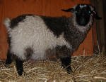 Pygora goats at Hawks Mtn Ranch Gaston, OR