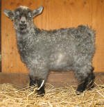 Pygora goats at Hawks Mtn Ranch Gaston, OR