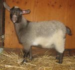 Pygora goats at Hawks Mtn Ranch Gaston, OR