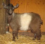 Pygora goats at Hawks Mtn Ranch Gaston, OR