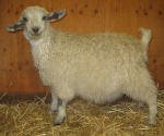 Pygora goats at Hawks Mtn Ranch Gaston, OR