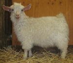 Pygora goats at Hawks Mtn Ranch Gaston, OR