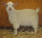Pygora goats at Hawks Mtn Ranch Gaston, OR