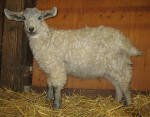 Pygora goats at Hawks Mtn Ranch Gaston, OR