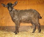 Pygora goats at Hawks Mtn Ranch Gaston, OR
