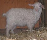 Pygora goats at Hawks Mtn Ranch Gaston, OR