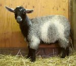 Pygora goats at Hawks Mtn Ranch Gaston, OR