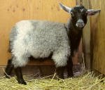 Pygora goats at Hawks Mtn Ranch Gaston, OR