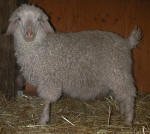Pygora goats at Hawks Mtn Ranch Gaston, OR