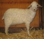 Pygora goats at Hawks Mtn Ranch Gaston, OR