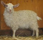 Pygora goats at Hawks Mtn Ranch Gaston, OR