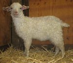 Pygora goats at Hawks Mtn Ranch Gaston, OR