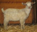 Pygora goats at Hawks Mtn Ranch Gaston, OR