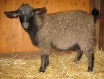 Pygora goats at Hawks Mtn Ranch Gaston, OR
