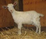 Pygora goats at Hawks Mtn Ranch Gaston, OR