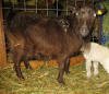 Pygora Goat Hawks Mtn Ranch Chocolate Milk Shake