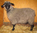 Pygora goats at www.hawksmtnranch.com