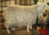 Linen-N-Lace1-25-08web.jpg (121764 bytes)