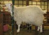 Pygora Goat Hawks Mtn Ranch Lily's Angel