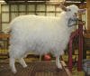 Pygora Goat Hawks Mtn Ranch Binky