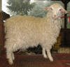Pygora goat Hawks Mtn Ranch Cashew Cookie