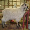 Pygora Goat Hawks Mtn Ranch Sweet Cherry Pie