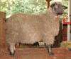 Pygora Goat Hawks Mtn Ranch Chocolat Lady